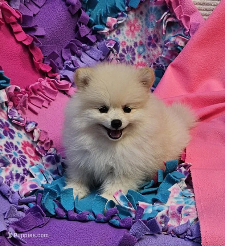 Stella  – Pomeranian puppy for sale in Vancouver, WA