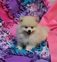 Stella  pending , a female Pomeranian for sale in Vancouver, WA – 1 of 6