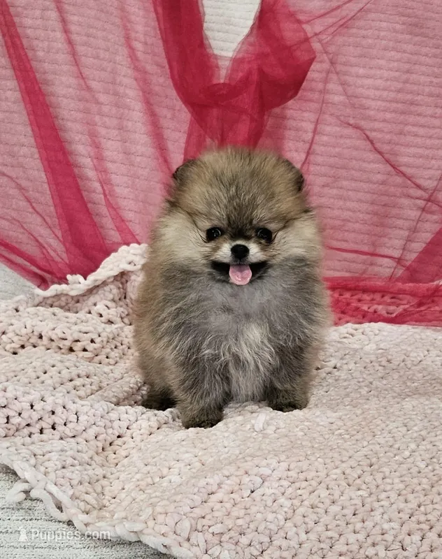Sophie AKC  – Pomeranian puppy for sale in Vancouver, WA