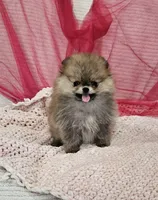 Sophie AKC , a female Pomeranian for sale in Vancouver, WA – Photo 1 of 7