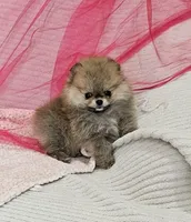 Sophie AKC , a female Pomeranian for sale in Vancouver, WA – Photo 5 of 7