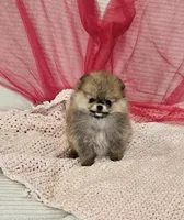 Sophie AKC , a female Pomeranian for sale in Vancouver, WA – Photo 7 of 7