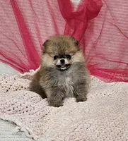 Sophie AKC , a female Pomeranian for sale in Vancouver, WA – Photo 3 of 7