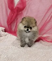 Sophie AKC , a female Pomeranian for sale in Vancouver, WA – Photo 6 of 7