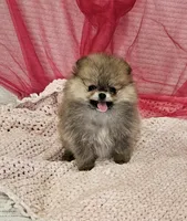 Sophie AKC , a female Pomeranian for sale in Vancouver, WA – Photo 2 of 7