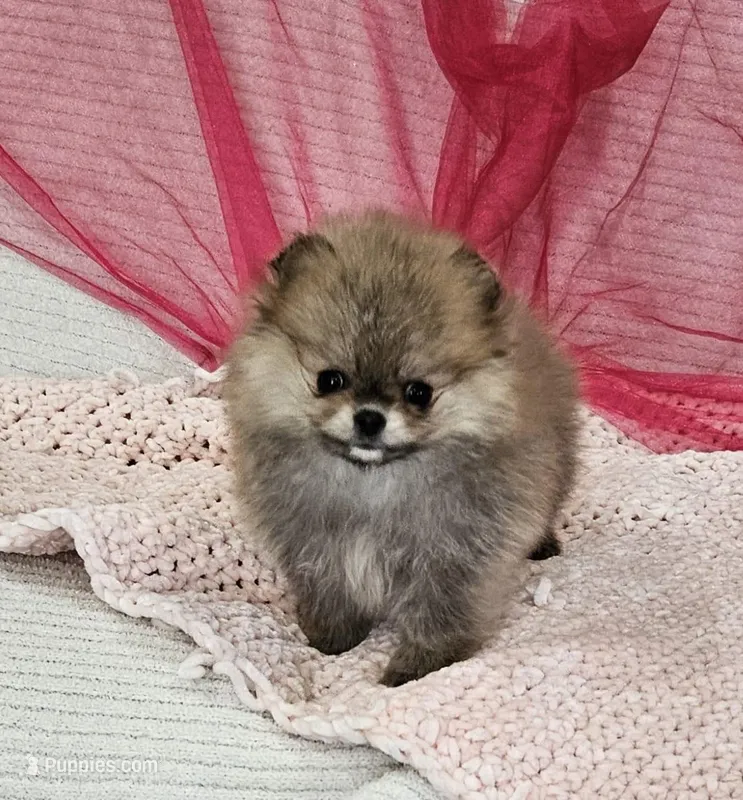 Sophie AKC  – Pomeranian puppy for sale in Vancouver, WA