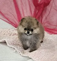 Sophie AKC , a female Pomeranian for sale in Vancouver, WA – Photo 4 of 7