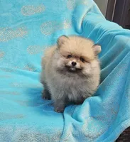 Teddy  AKC , a male Pomeranian for sale in Vancouver, WA – 7 of 8