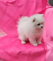 Brie , a female Pomeranian for sale in Vancouver, WA – 3 of 7