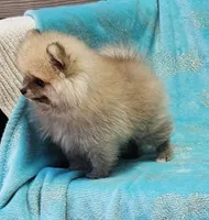 Teddy  AKC , a male Pomeranian for sale in Vancouver, WA – 2 of 8