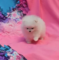 Mia  / AKC teacup girl , a female Pomeranian for sale in Vancouver, WA – 3 of 9