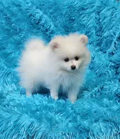 Theo , a male Pomeranian for sale in Vancouver, WA – 4 of 9