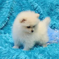 Pete , a male Pomeranian for sale in Vancouver, WA – 2 of 8