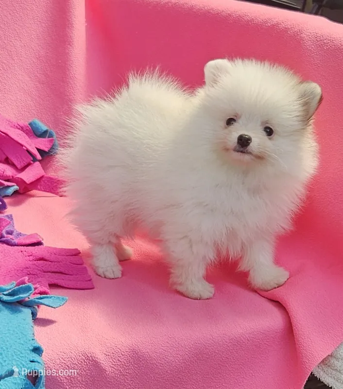  Maya AKC / small size  – Pomeranian puppy for sale in Vancouver, WA