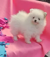  Maya AKC / small size , a female Pomeranian for sale in Vancouver, WA – 1 of 7