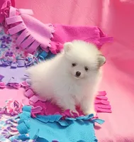  Maya AKC / small size , a female Pomeranian for sale in Vancouver, WA – 7 of 7