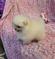  AKC / Melony , a female Pomeranian for sale in Vancouver, WA – 8 of 10