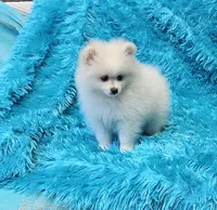 Theo , a male Pomeranian for sale in Vancouver, WA – 7 of 9