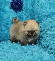 Eddie , a male Pomeranian for sale in Vancouver, WA – 6 of 7