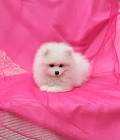 Brie , a female Pomeranian for sale in Vancouver, WA – 2 of 7