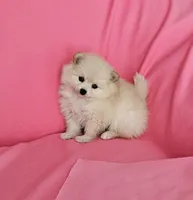 Stella , a female Pomeranian for sale in Vancouver, WA – 2 of 3