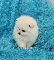 Pet, a male Pomeranian for sale in Vancouver, WA – 2 of 7