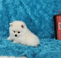 Marcus/AKC, a male Pomeranian for sale in Vancouver, WA – 3 of 6
