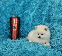 Marcus/AKC, a male Pomeranian for sale in Vancouver, WA – 5 of 6