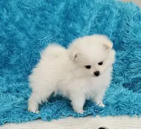Theo/AKC, a male Pomeranian for sale in Vancouver, WA – 6 of 8