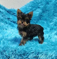 Coco AKC , a male Yorkshire Terrier for sale in Vancouver, WA – 7 of 9