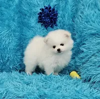 Theo/AKC, a male Pomeranian for sale in Vancouver, WA – 1 of 8