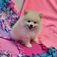 Stella  pending , a female Pomeranian for sale in Vancouver, WA – 6 of 6