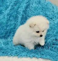 Pet, a male Pomeranian for sale in Vancouver, WA – 5 of 7