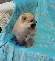 Teddy  AKC , a male Pomeranian for sale in Vancouver, WA – 5 of 8