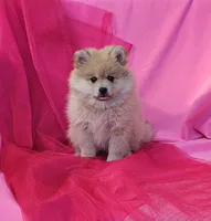 Nelly, a female Pomeranian for sale in Vancouver, WA – 2 of 10
