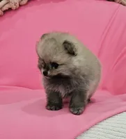 Jess AKC, a female Pomeranian for sale in Vancouver, WA – 8 of 8