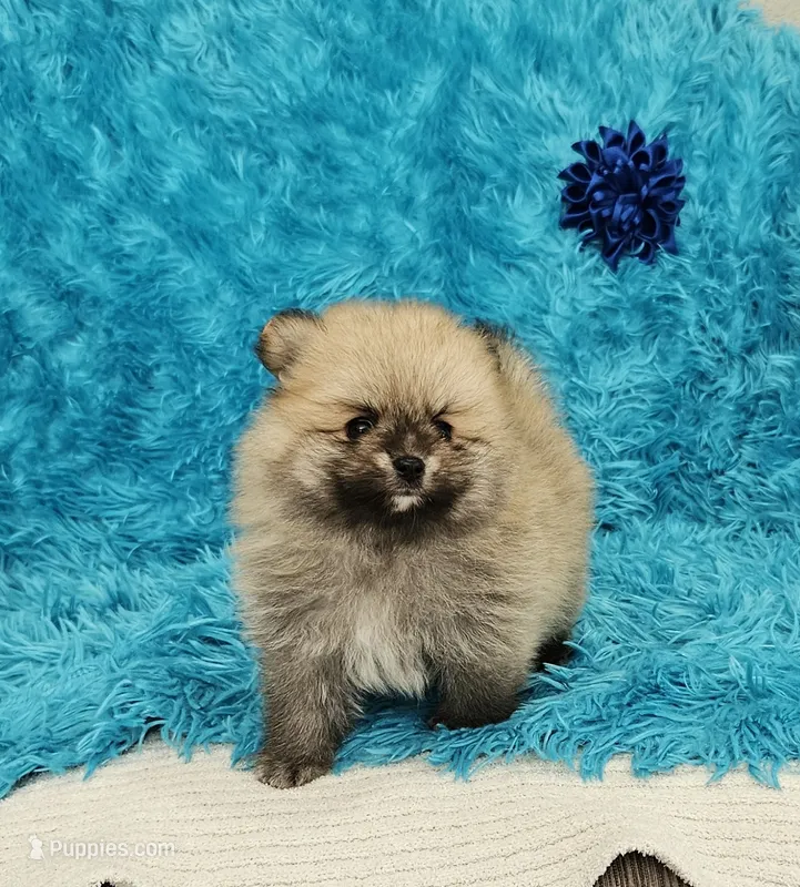 Eddie  – Pomeranian puppy for sale in Vancouver, WA