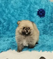 Eddie , a male Pomeranian for sale in Vancouver, WA – 4 of 7