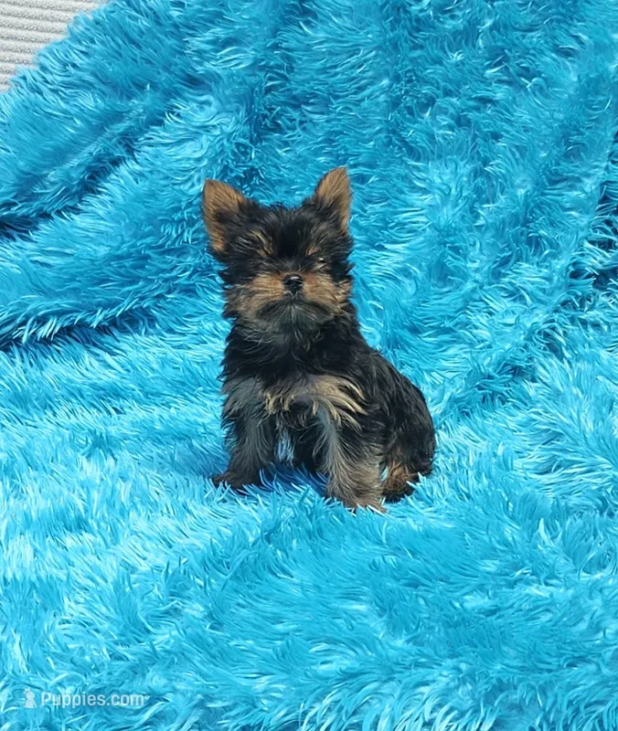 Coco AKC  – Yorkshire Terrier puppy for sale in Vancouver, WA