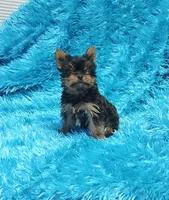 Coco AKC , a male Yorkshire Terrier for sale in Vancouver, WA – 1 of 9