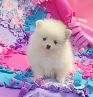  Maya AKC / small size , a female Pomeranian for sale in Vancouver, WA – 3 of 7