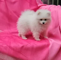 Brie , a female Pomeranian for sale in Vancouver, WA – 6 of 7