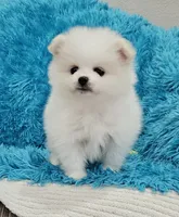 Theo/AKC, a male Pomeranian for sale in Vancouver, WA – 8 of 8