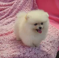  AKC / Melony , a female Pomeranian for sale in Vancouver, WA – 9 of 10