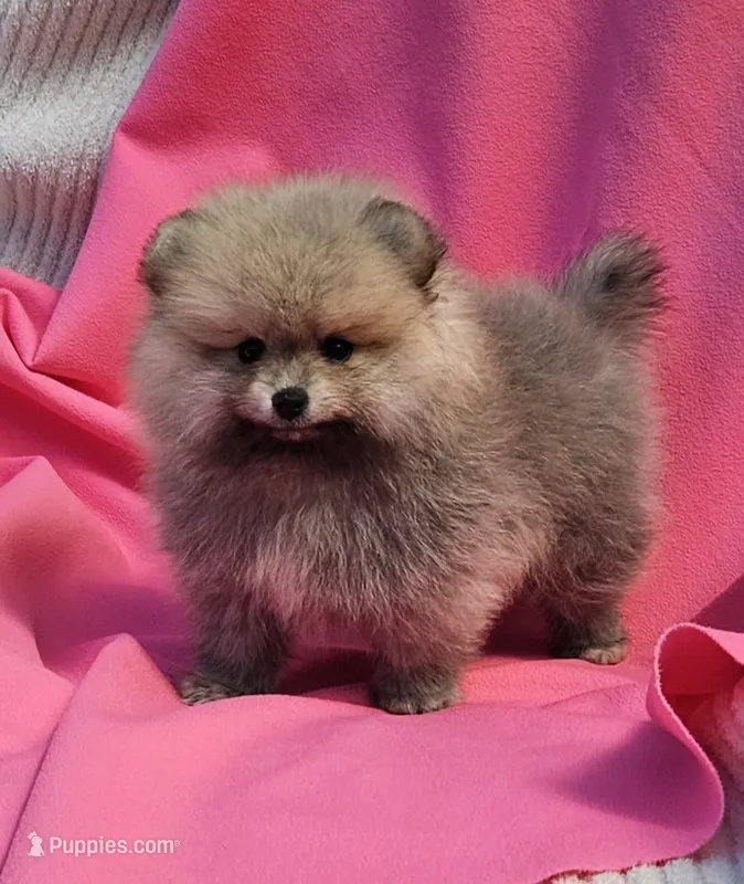 Jess AKC – Pomeranian puppy for sale in Vancouver, WA