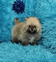 Eddie , a male Pomeranian for sale in Vancouver, WA – 1 of 7
