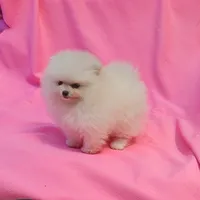  AKC / Melony , a female Pomeranian for sale in Vancouver, WA – 7 of 10