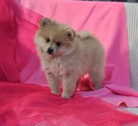 Nelly, a female Pomeranian for sale in Vancouver, WA – 10 of 10