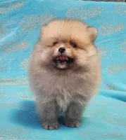 Teddy  AKC , a male Pomeranian for sale in Vancouver, WA – 8 of 8