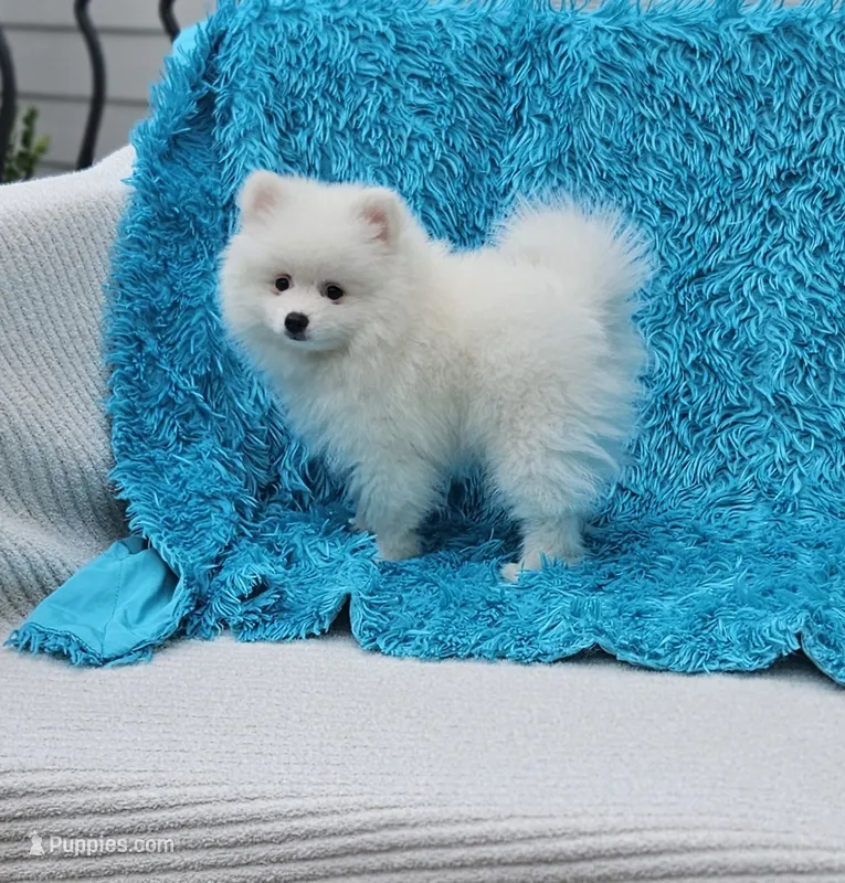 Leo – Pomeranian puppy for sale in Vancouver, WA